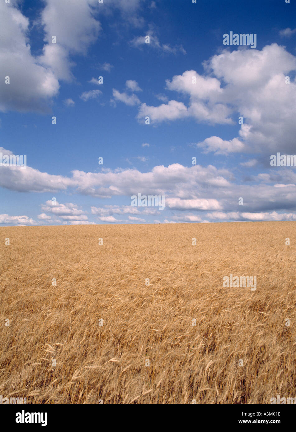 Campo di grano in verticale Foto Stock