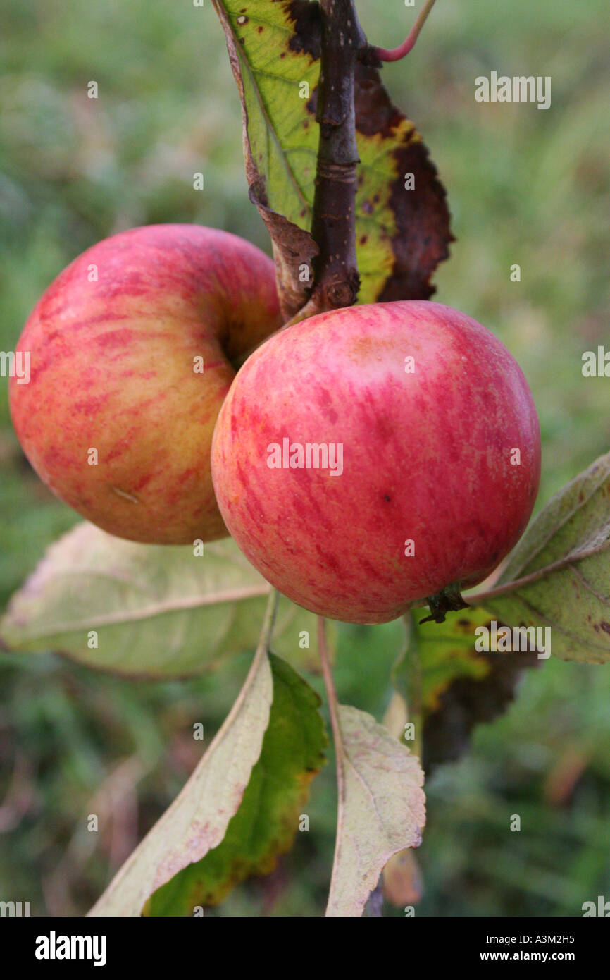 Apple (malus domestica) Epicure Foto Stock