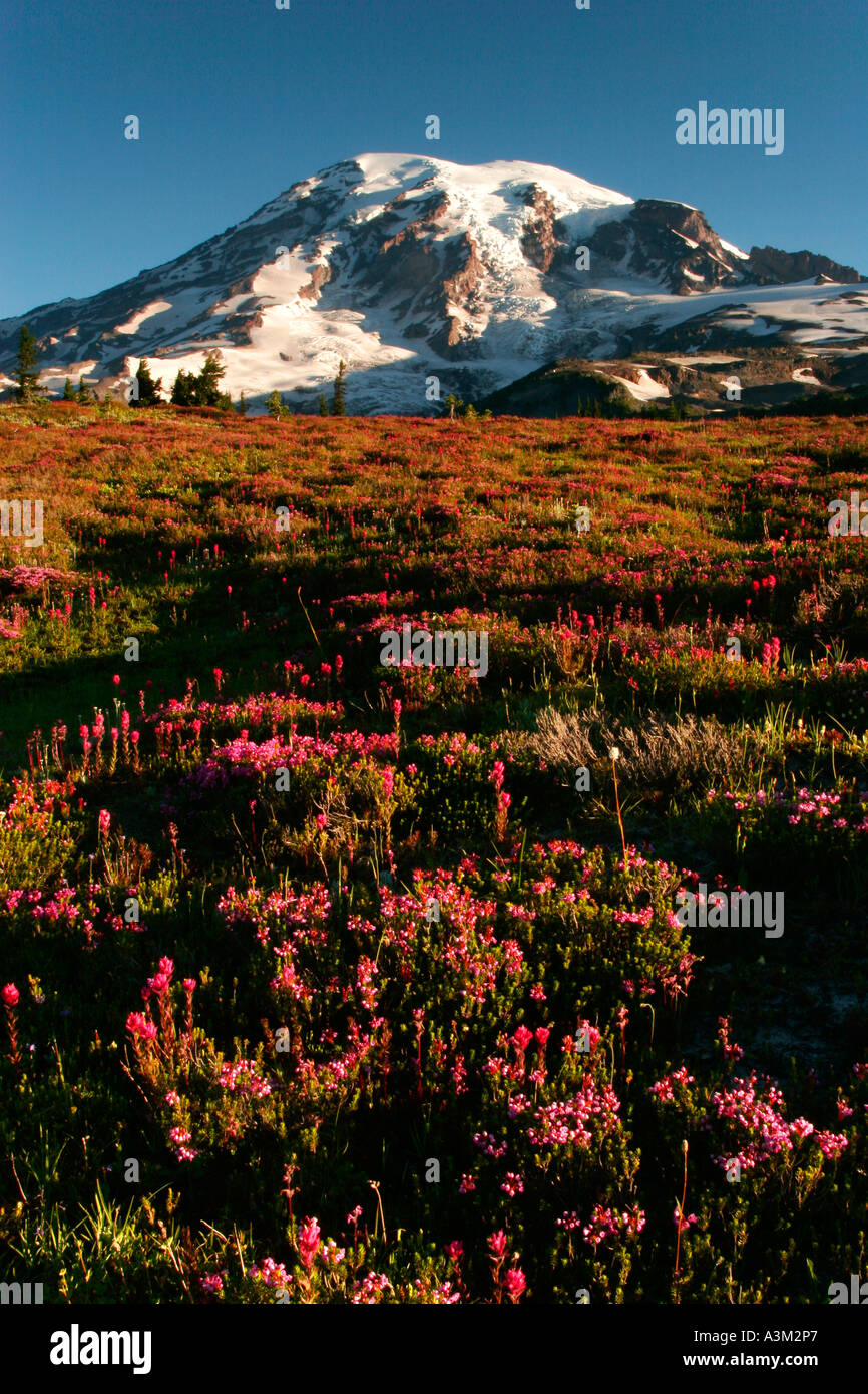 Mt Rainier sopra prati di erica rosa vicino al Paradiso Il Parco Nazionale del Monte Rainier Washington STATI UNITI D'AMERICA Foto Stock