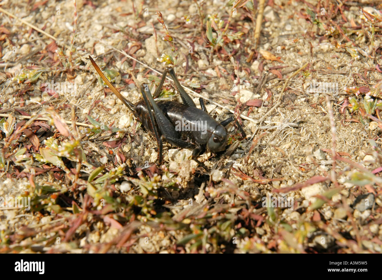 Mormon cricket Foto Stock