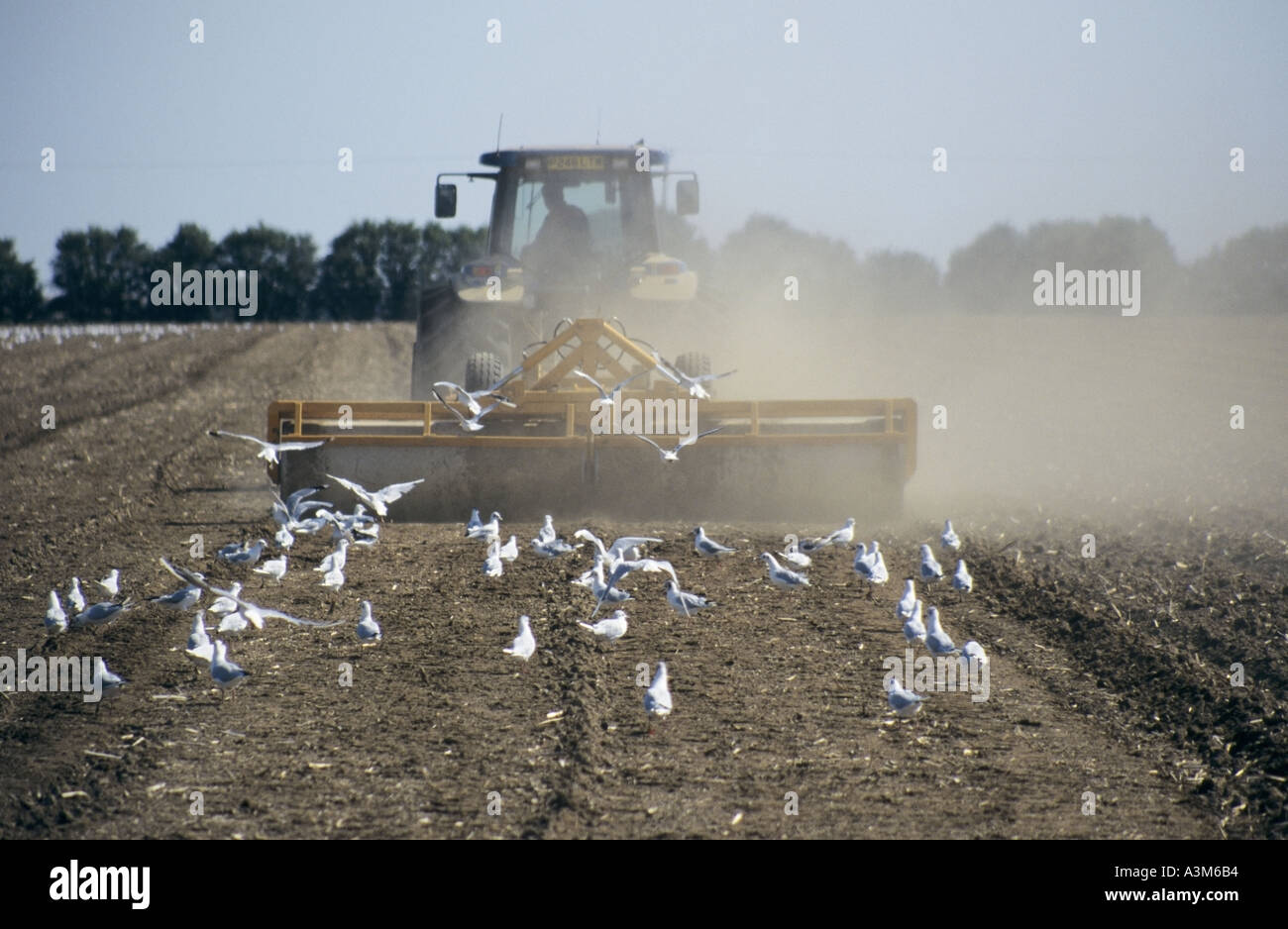 Il trattore durante il lavoro nel campo dei rulli di trazione circondato da gabbiani Foto Stock