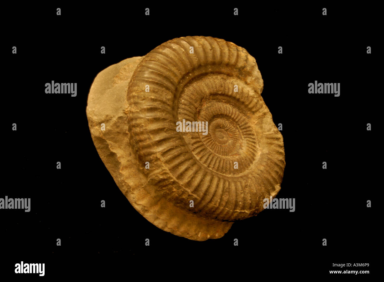 Dactylioceras Commune ammonita dal Lias superiore Whitby, North Yorkshire Foto Stock