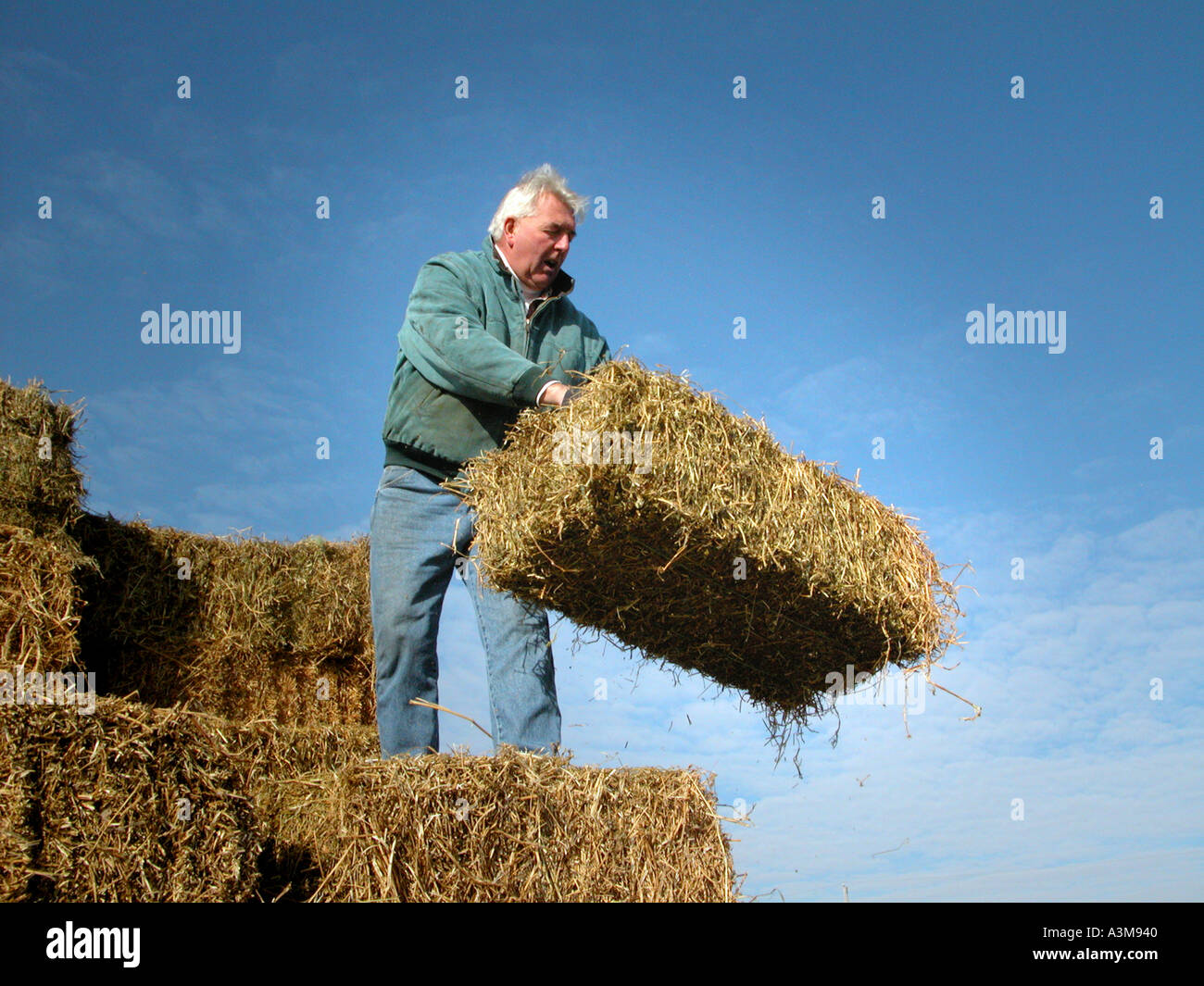 Il coltivatore scarabeo ha venduto fieno all'asta reale di Amish in Indiana per le azione in tensione per mantenere il bestiame alimentato e lui nel commercio Foto Stock