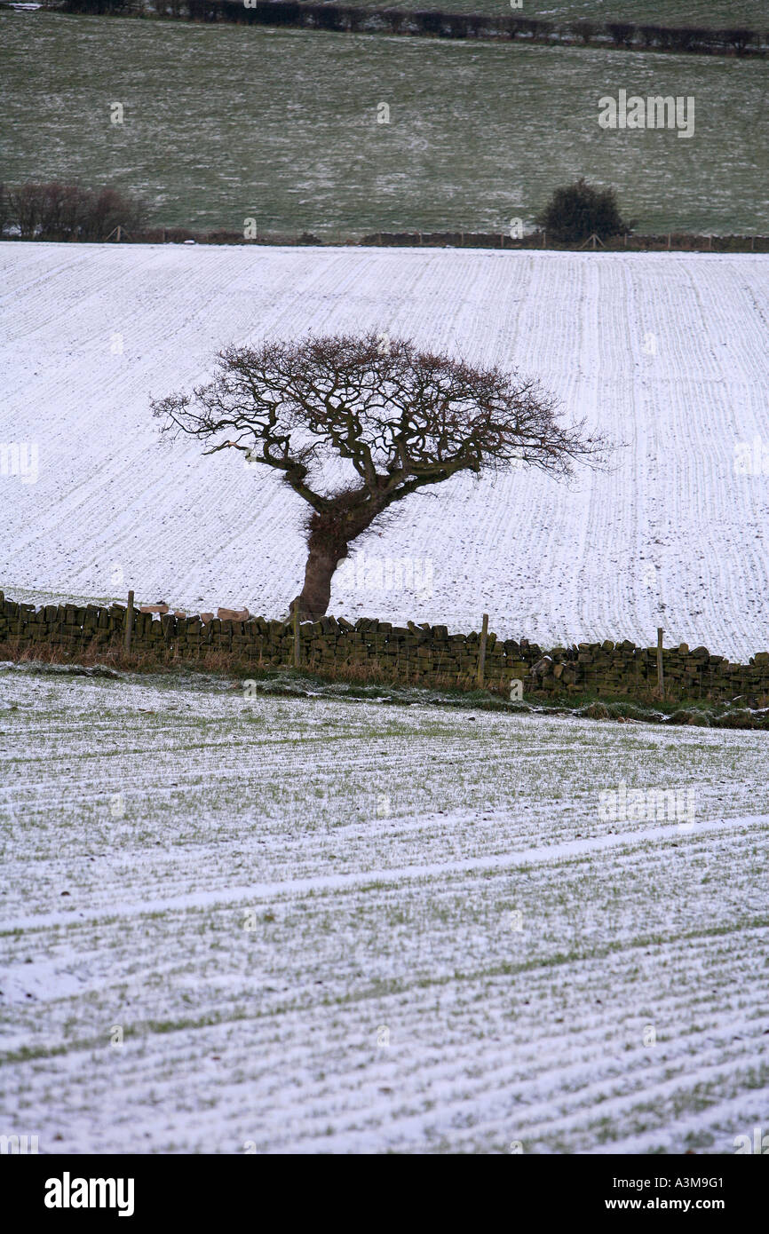 Scena invernale nello Yorkshire Foto Stock