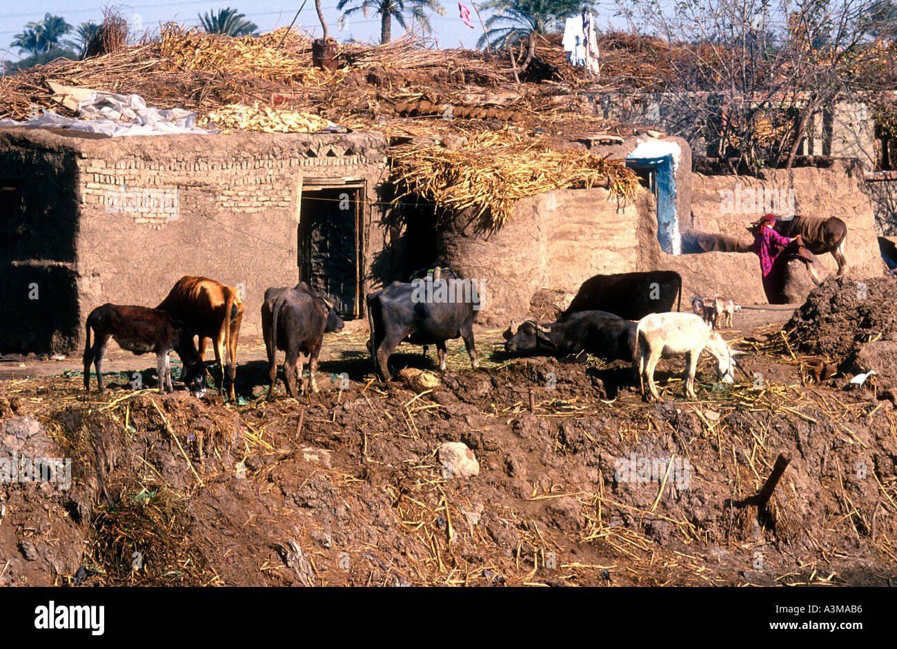 Foraggio di bestiame esterno in mattoni di fango casa rurale scena Egitto Foto Stock