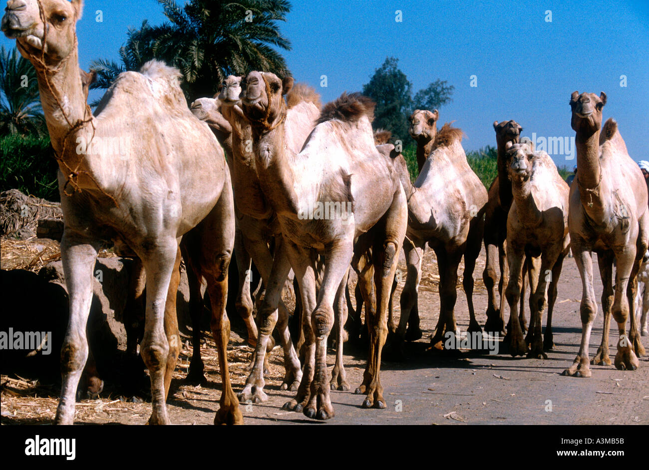 Unità di cammello Egitto Foto Stock