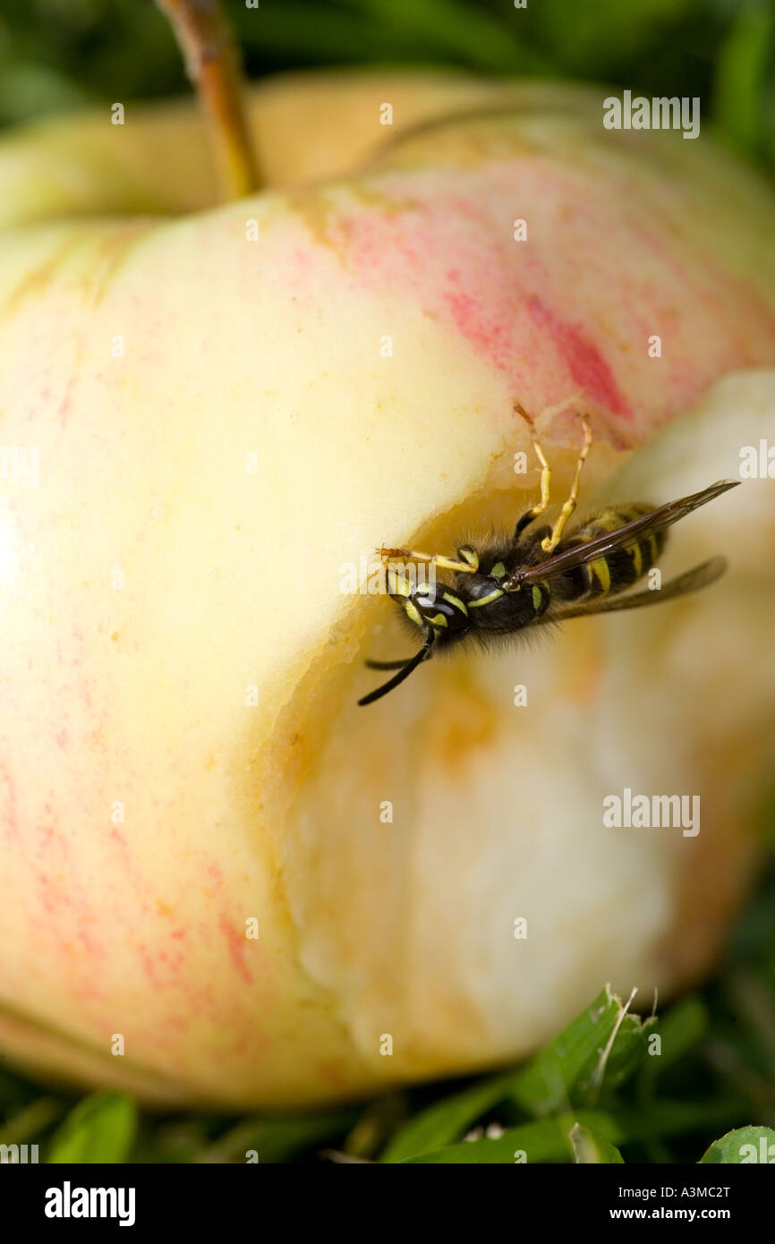 Una comune vespa ( Vespula vulagaris ) mangiare succo e carne di mela da una mela caduta e mezzo mangiato a terra , Finlandia Foto Stock