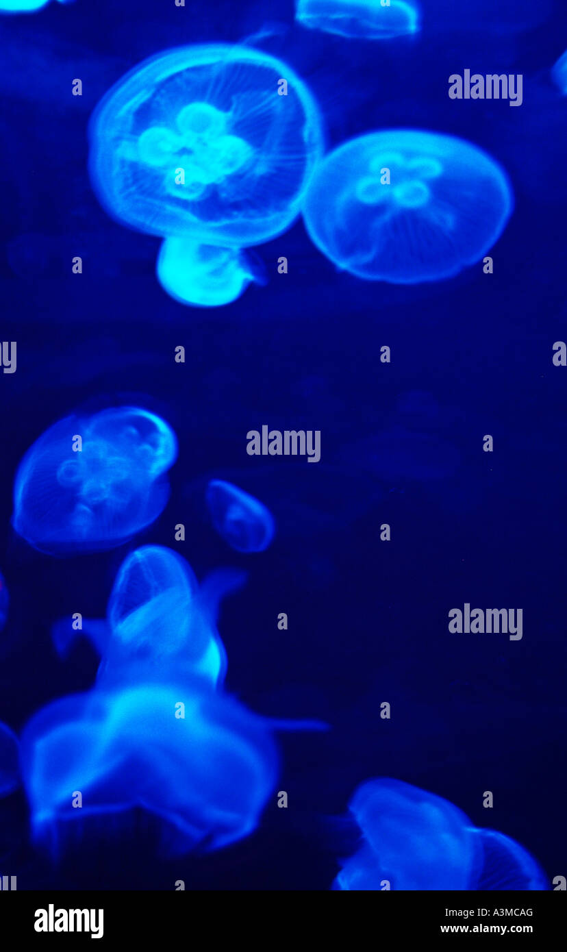 Vista subacquea meduse meduse acqua blu Foto Stock