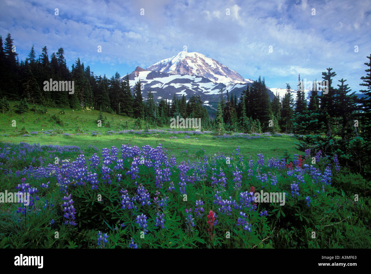 Mt Rainier sopra di lupino in Spray Park Il Parco Nazionale del Monte Rainier Washington Foto Stock
