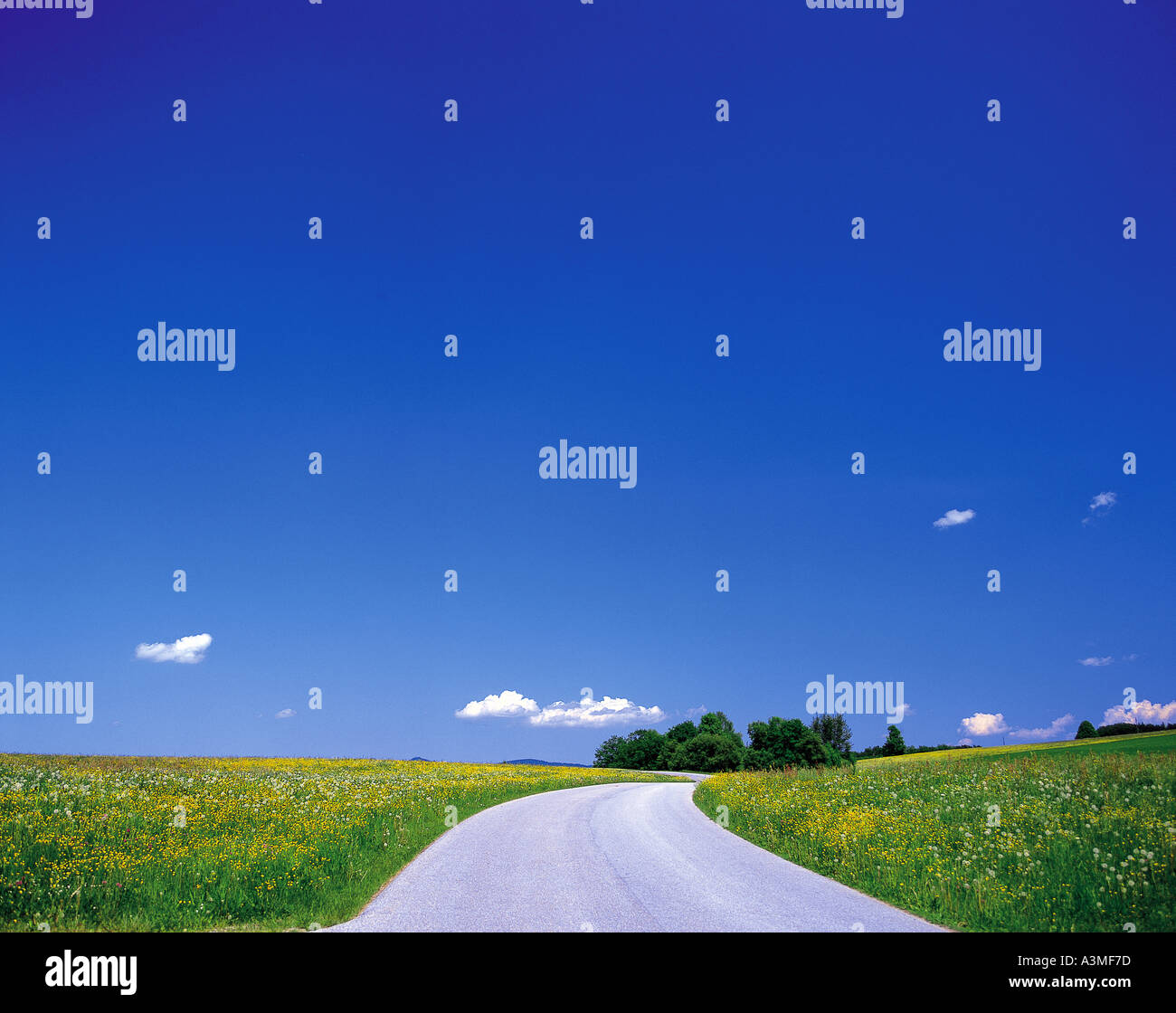 Strada Percorso natura fiori Sky nuvole campi di fiori altri fiori Foto Stock