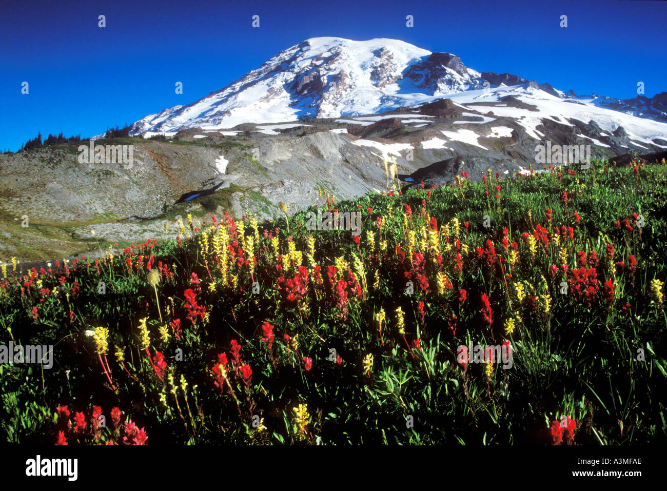 Fiori Selvatici in fiore sotto il Monte Rainier lungo lo skyline Trail Il Parco Nazionale del Monte Rainier Washington Foto Stock