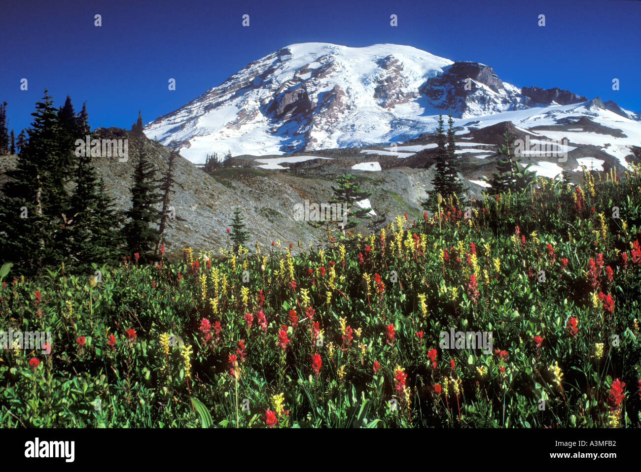 Mt Rainier sopra i prati di fiori selvatici lungo lo skyline Trail Il Parco Nazionale del Monte Rainier Washington Foto Stock