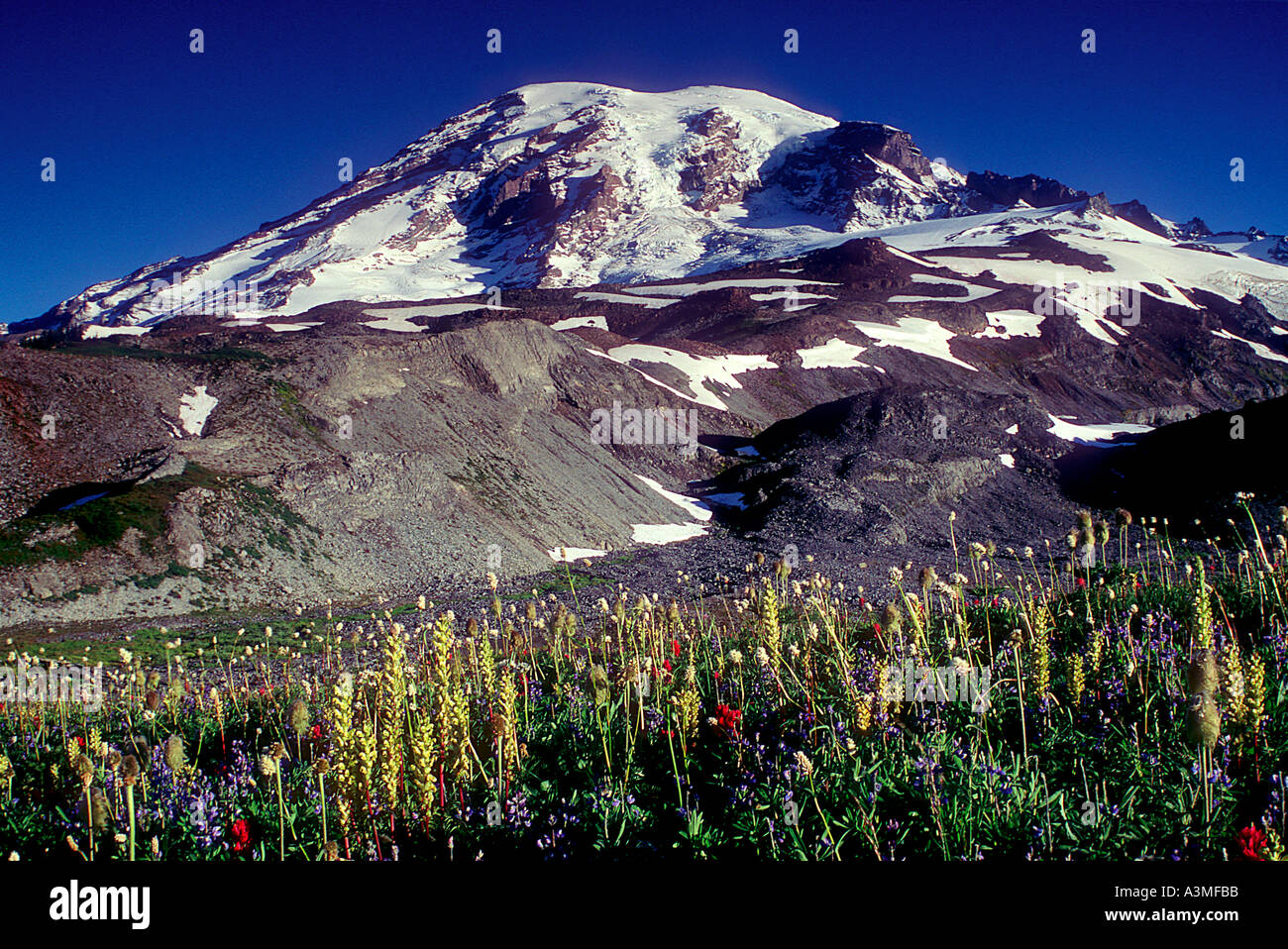 Mt Rainier sopra prati di Paradise lungo lo skyline Trail Il Parco Nazionale del Monte Rainier Washington Foto Stock