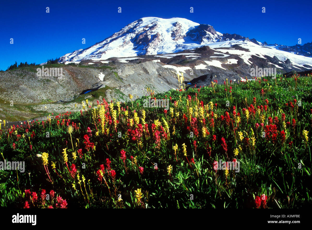 Mt Rainier sopra prati di fiori di paradiso lungo lo skyline Trail Il Parco Nazionale del Monte Rainier Washington Foto Stock