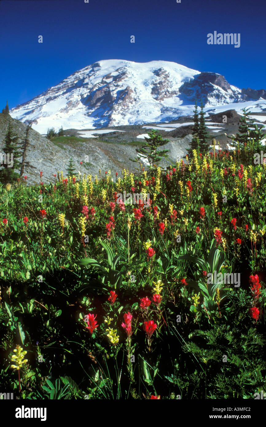 Mt Rainier sopra i prati fioriti sopra in Paradiso Il Parco Nazionale del Monte Rainier Washington Foto Stock