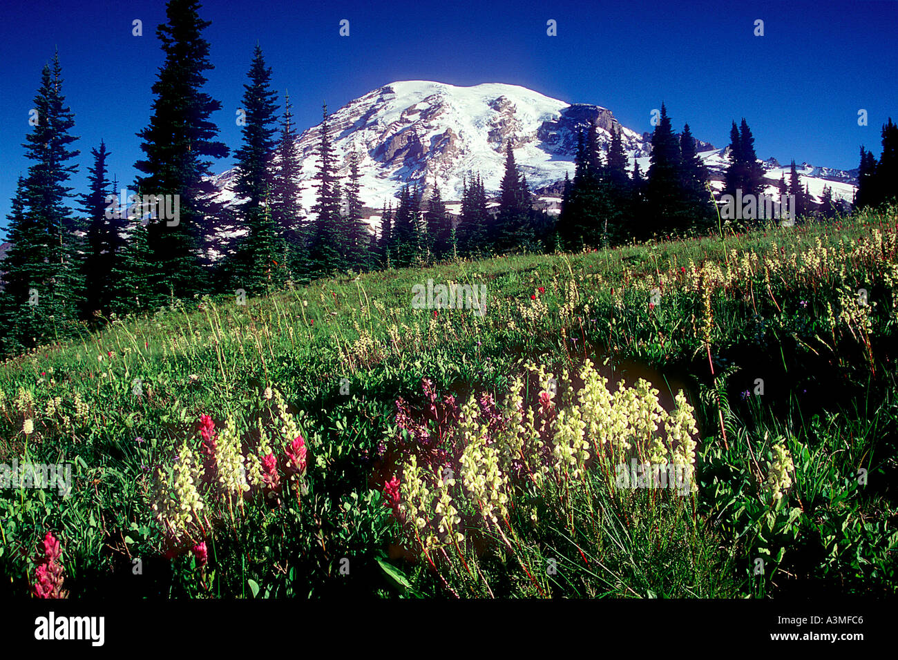 Mt Rainier sopra i prati di fiori selvatici lungo lo skyline Trail nel Parco nazionaledel Monte Rainier Washington Foto Stock