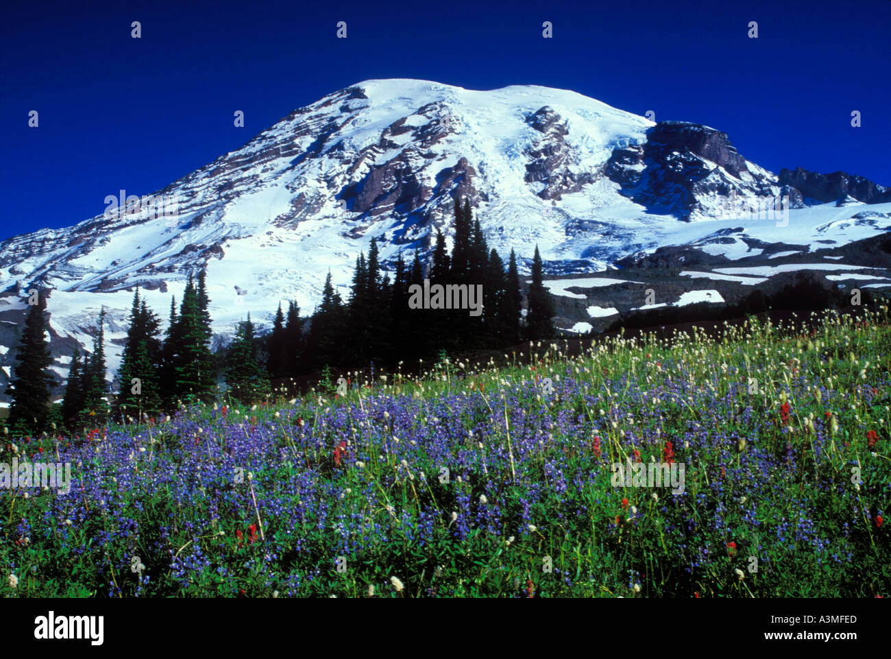 Mt Rainier sopra prati fioriti lungo lo skyline Trail nel Parco nazionaledel Monte Rainier Washington Foto Stock