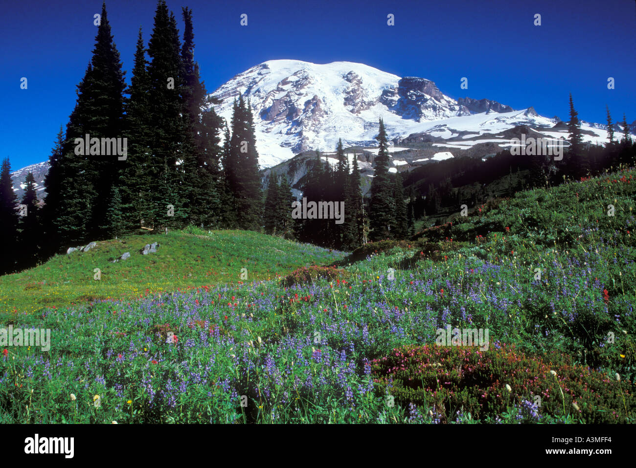 Mt Rainier sopra prati fioriti lungo lo skyline Trail nel Parco nazionaledel Monte Rainier Washington Foto Stock