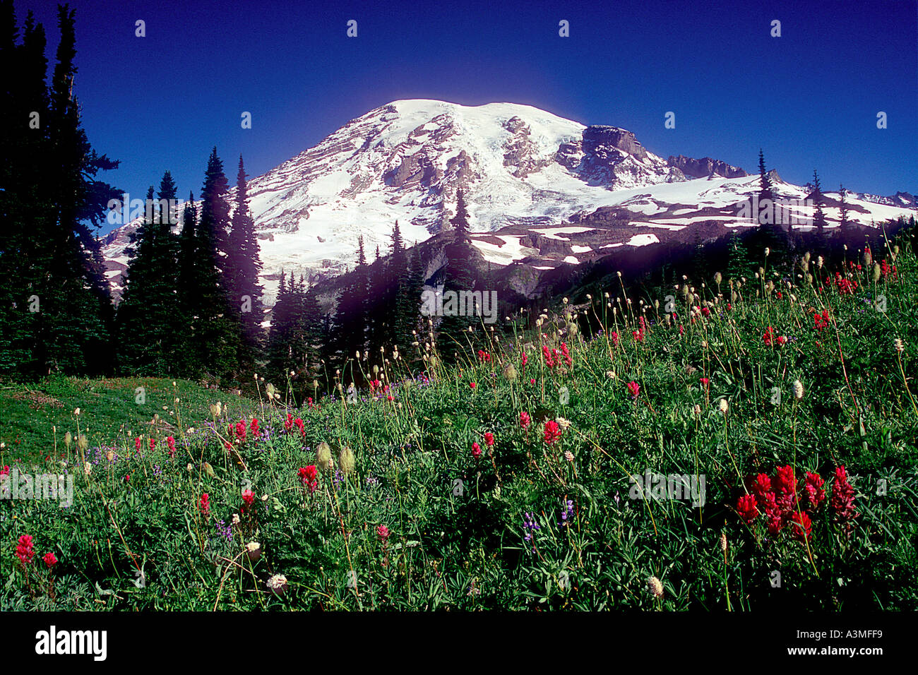 Mt Rainier sopra prati fioriti lungo il sentiero dei laghi in Mount Rainier National Park Washington Foto Stock
