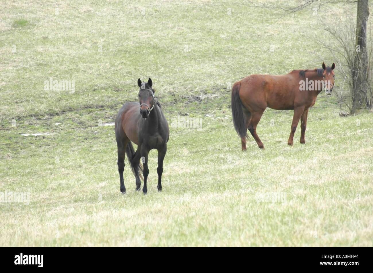 Coppia di cavalli purosangue in piedi in un pascolo nella regione di Bluegrass del Kentucky Foto Stock