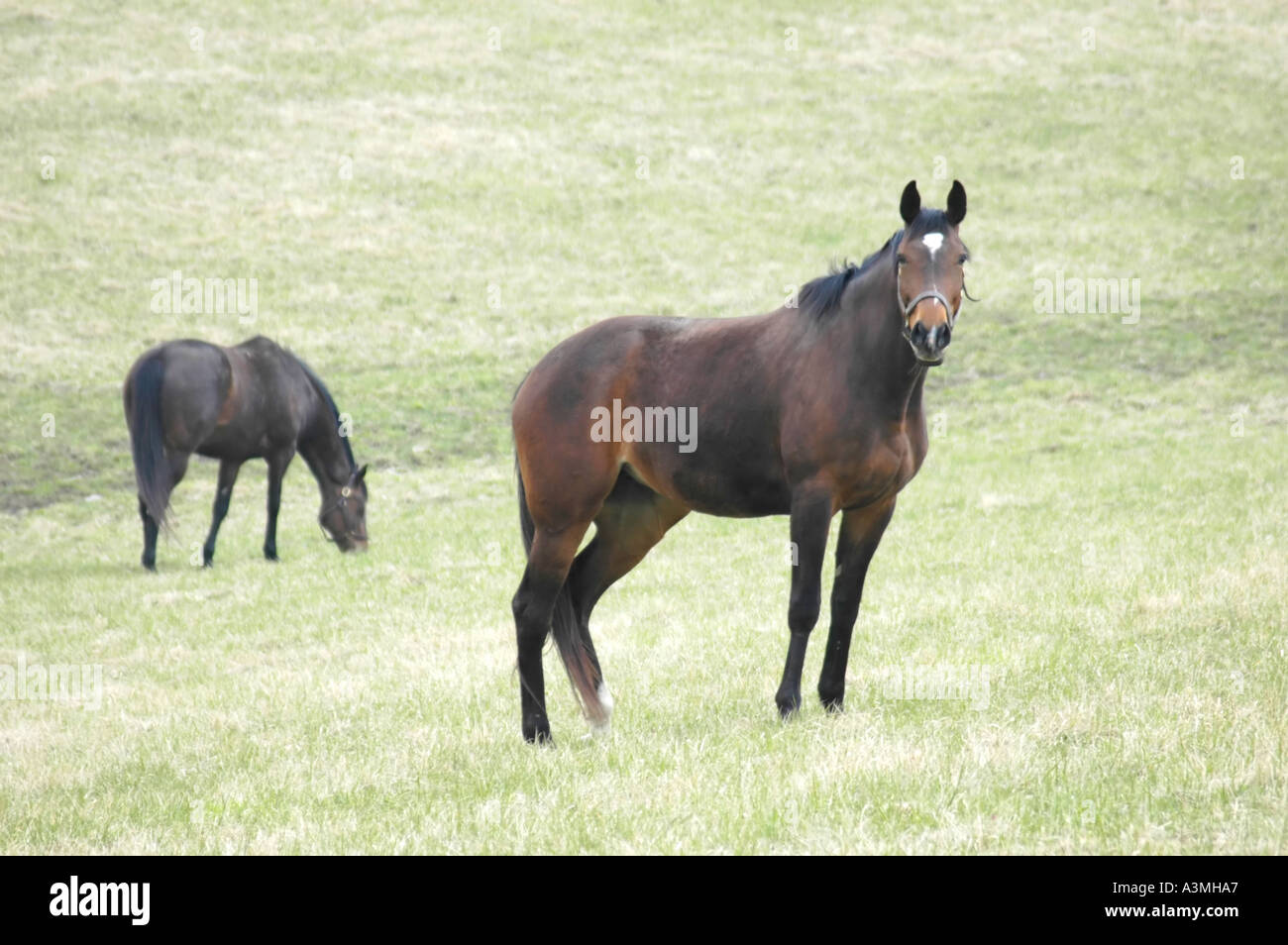 Coppia di cavalli purosangue e permanente il pascolo in un pascolo nella regione di Bluegrass del Kentucky Foto Stock