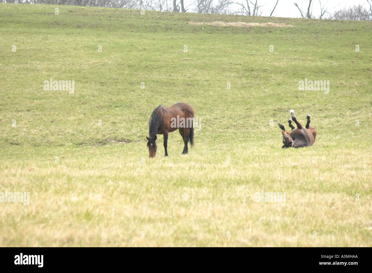 Coppia di cavalli purosangue con un pascolo e l'altra sulla sua schiena rotolamento in un pascolo nella regione di Bluegrass del Kentucky Foto Stock