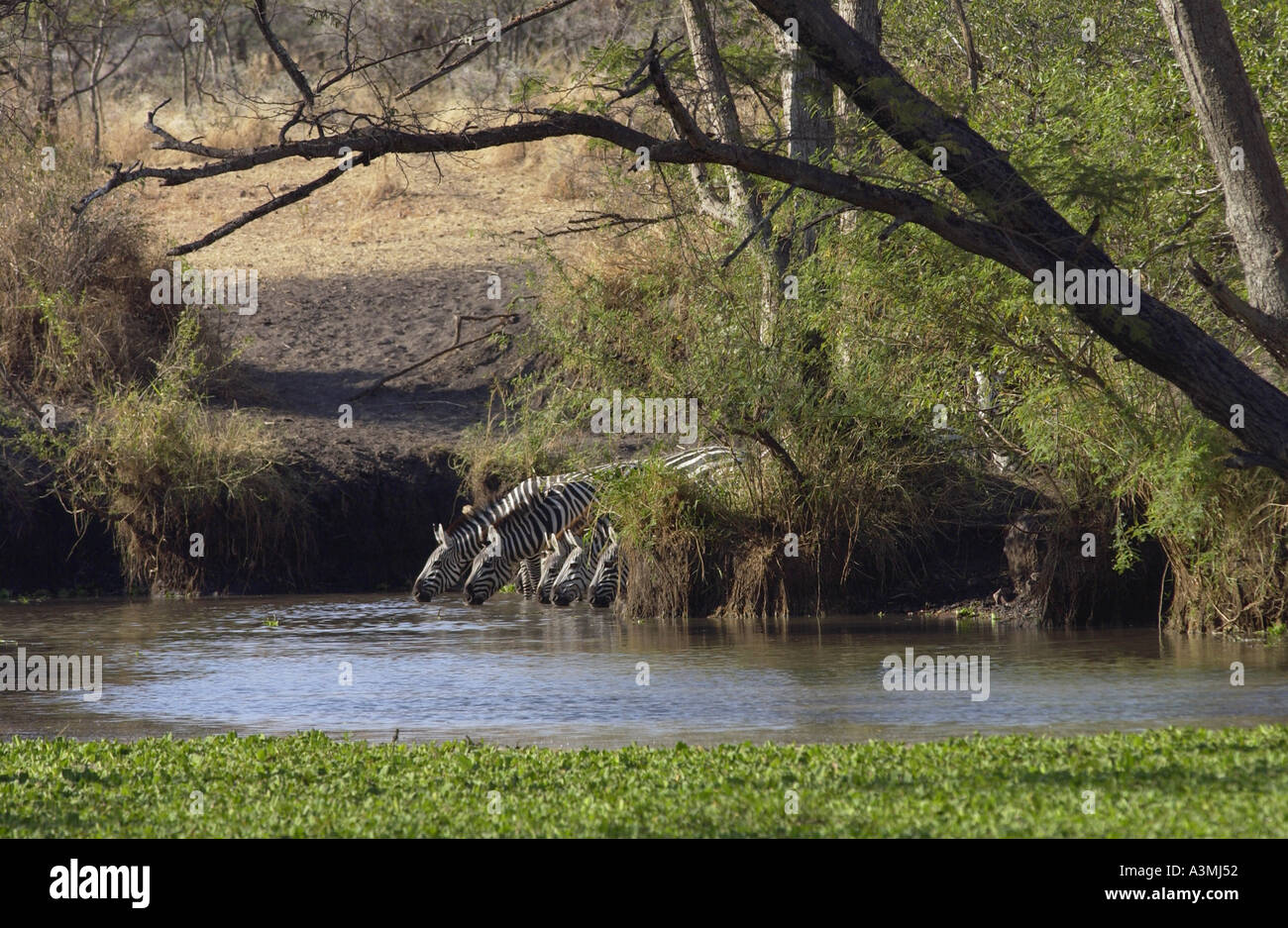 Pianure comune Zebra concedere s Grumeti potabile Tanzania Foto Stock