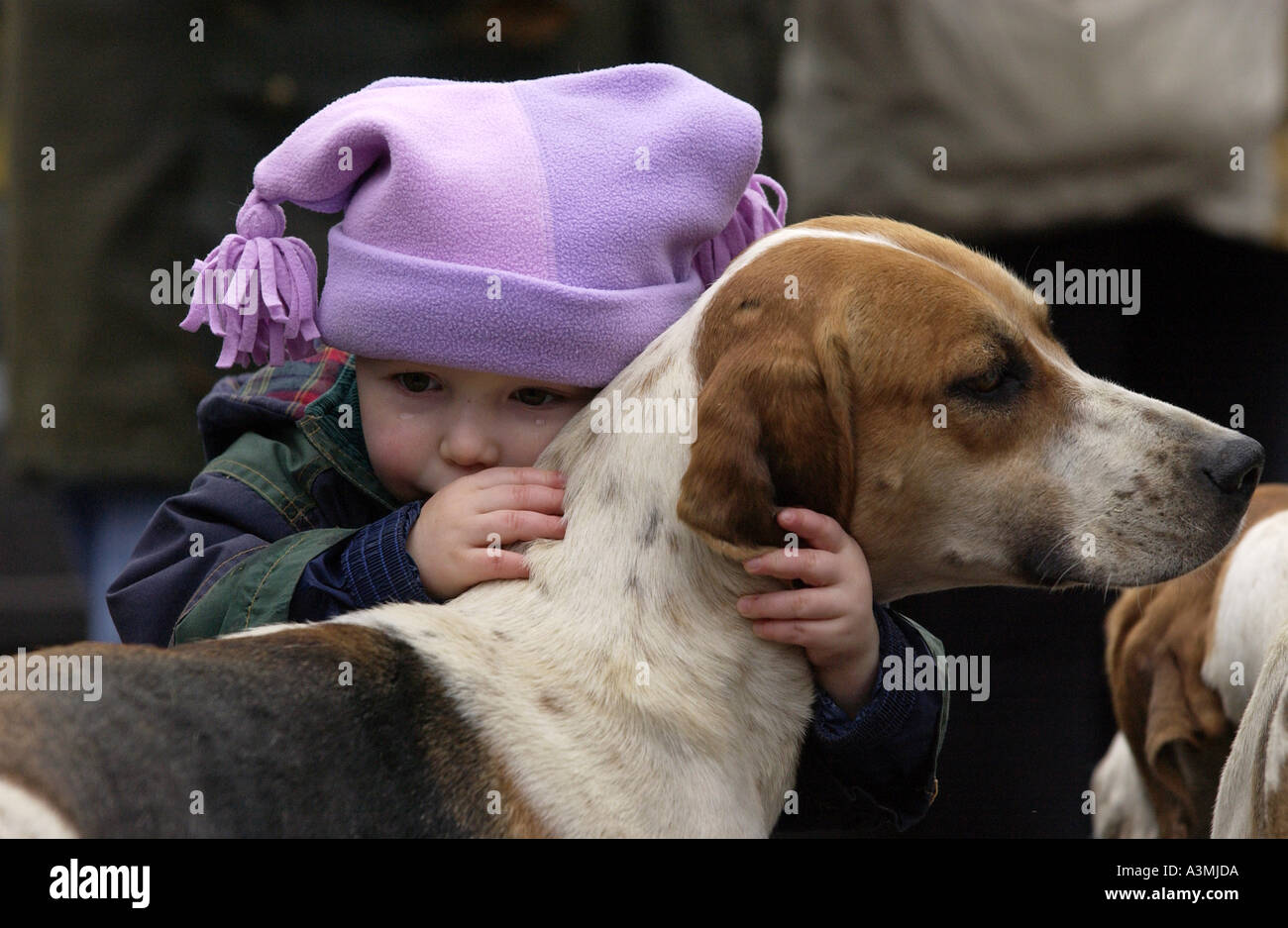 Bambino con strappo sulla guancia abbracci hound come Heythrop Hunt raccoglie in Stow on the Wold Foto Stock