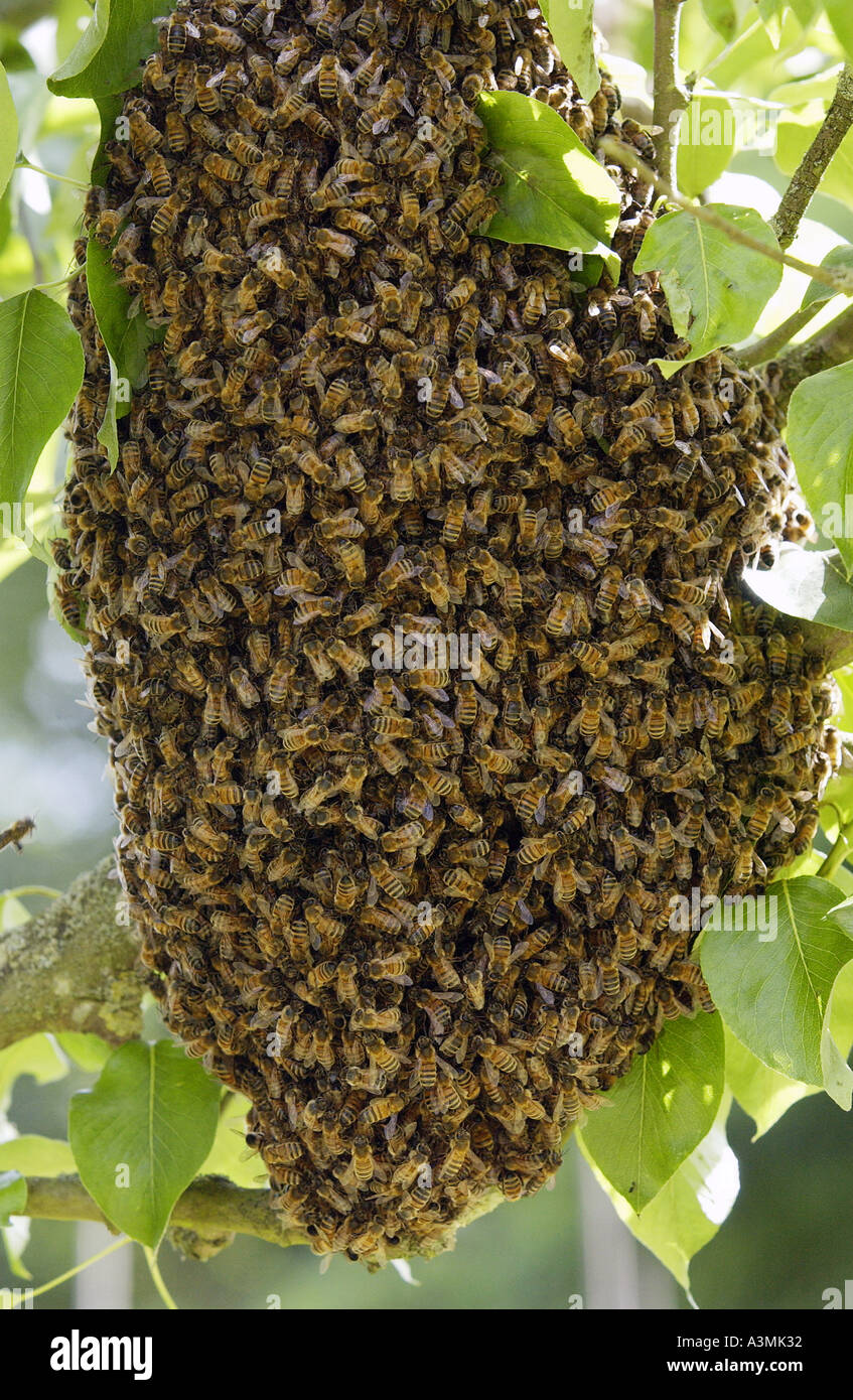 Api mellifere accorsi in un susino in Cotswolds REGNO UNITO Foto Stock