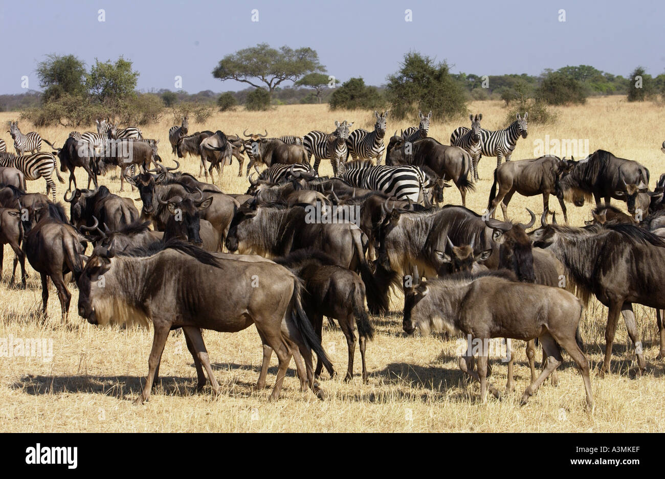 La migrazione di GNU Blu e pianure comune Zebra concedere s Grumeti Tanzania Foto Stock