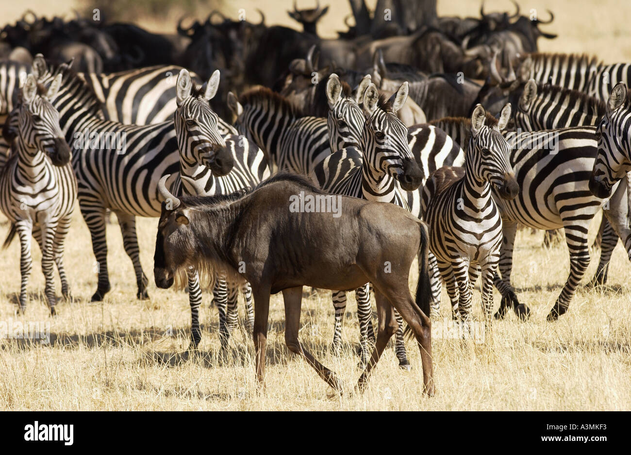 Blue gnu e pianure comune Zebra concedere s Grumeti Tanzania Foto Stock