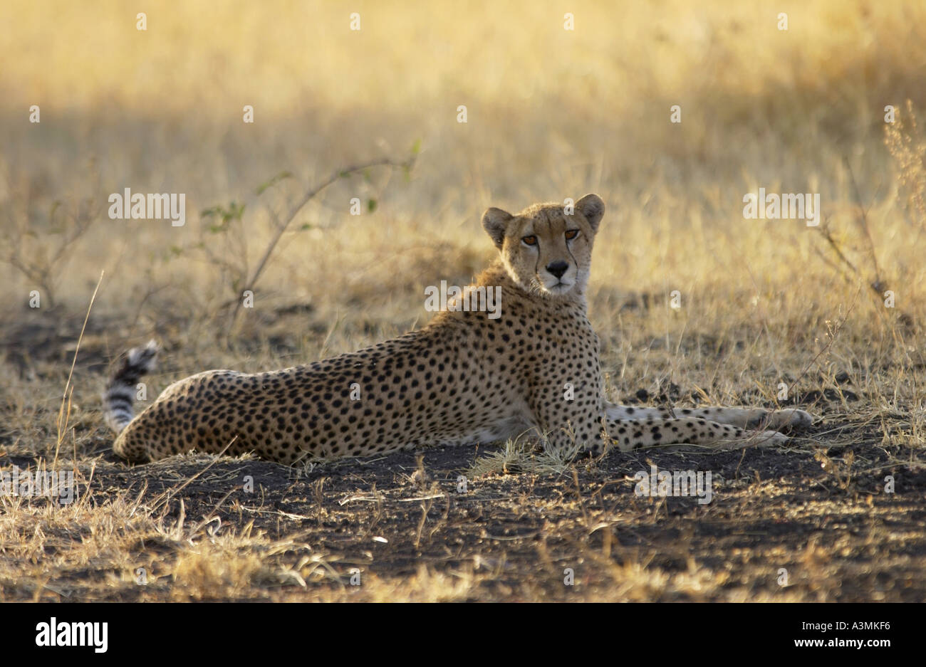 Cheetah Grumeti Tanzania Africa orientale Foto Stock