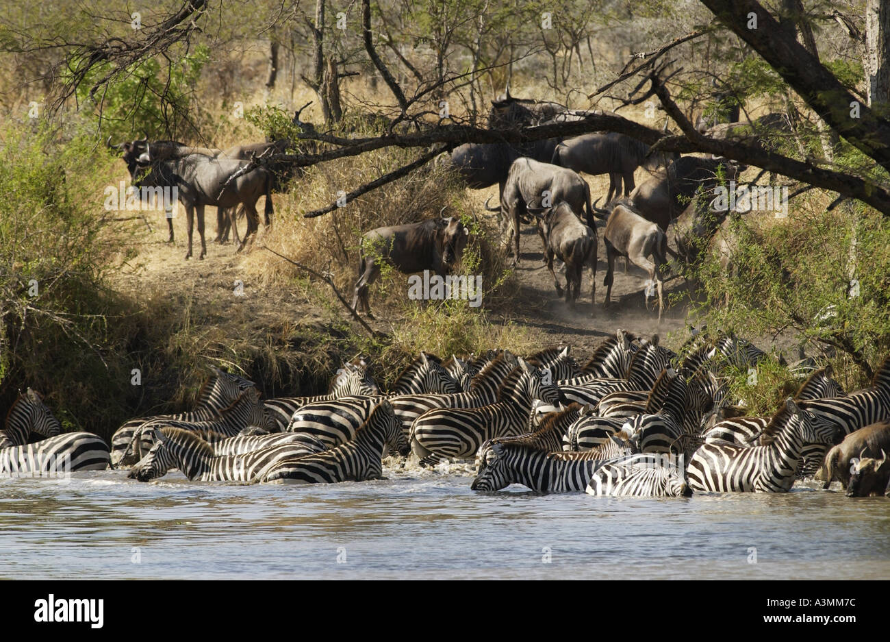 Una mandria di pianura comune Zebra concedere s Grumeti potabile Tanzania Foto Stock