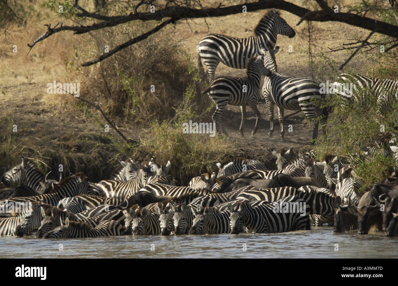 Una mandria di pianura comune Zebra concedere s Grumeti potabile Tanzania Foto Stock