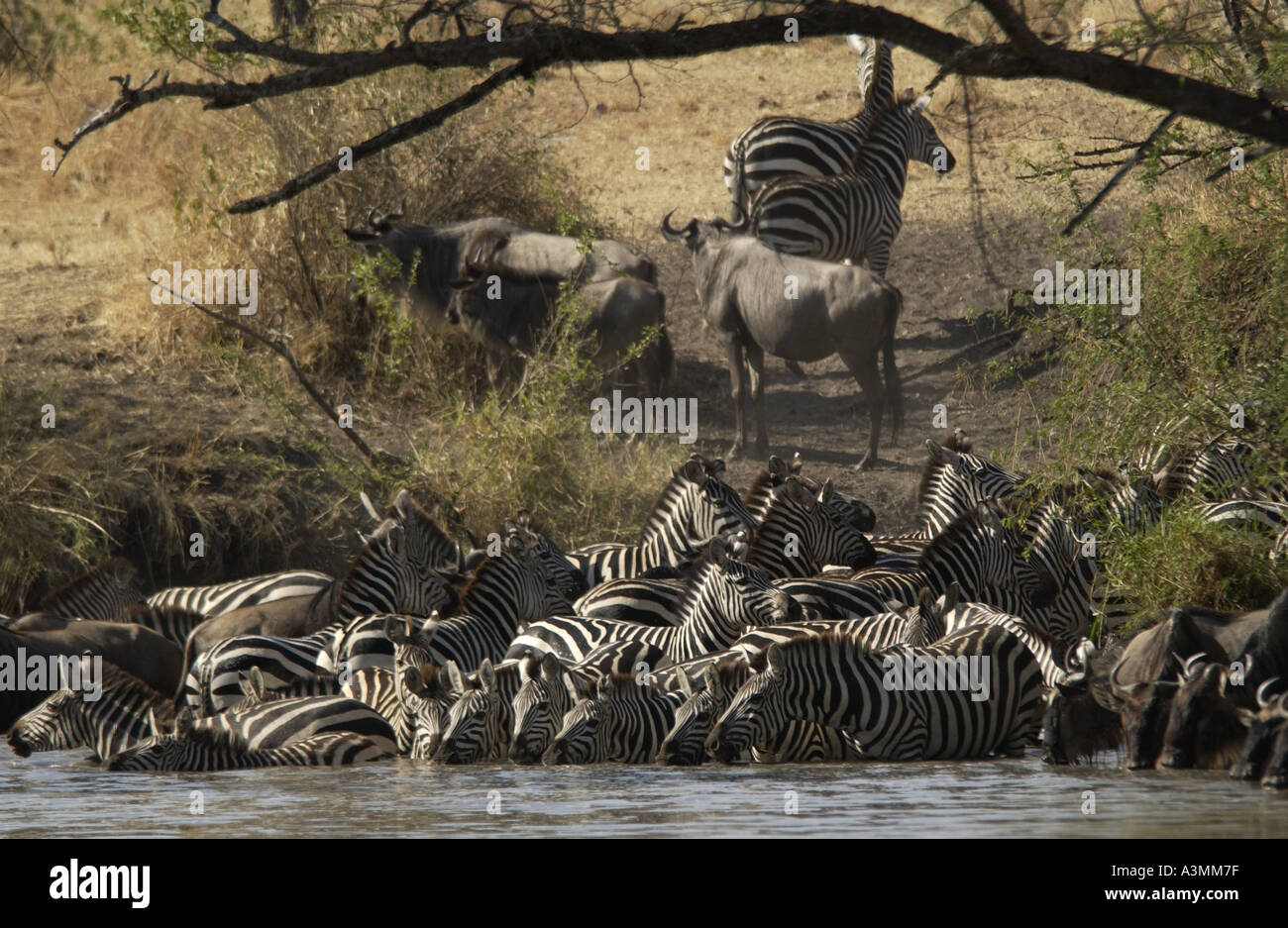 Una mandria di pianura comune Zebra concedere s Grumeti potabile Tanzania Foto Stock