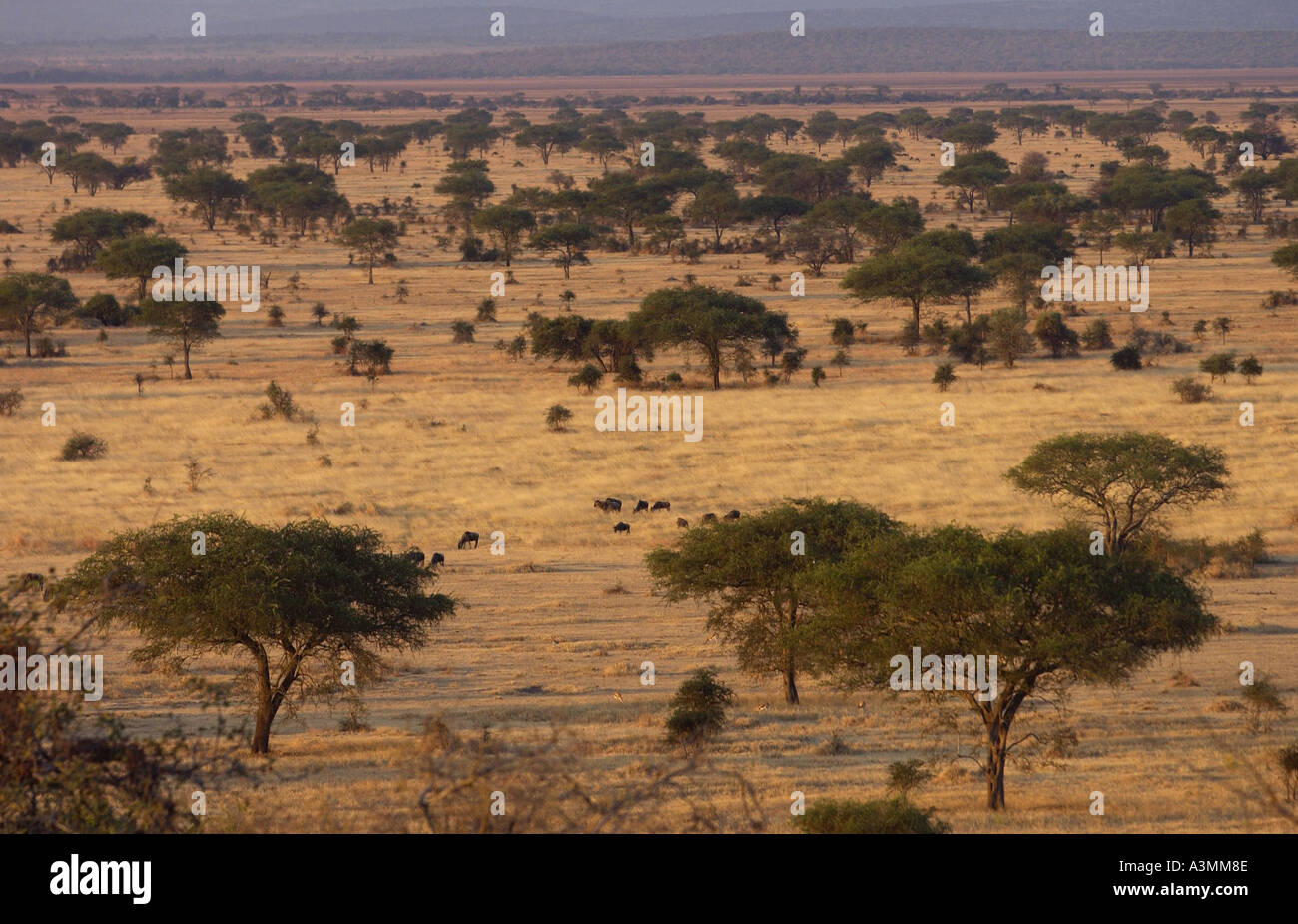 Il Serengeti Plain nel Parco Nazionale del Serengeti Grumeti Tanzania Tanzania Africa orientale Foto Stock