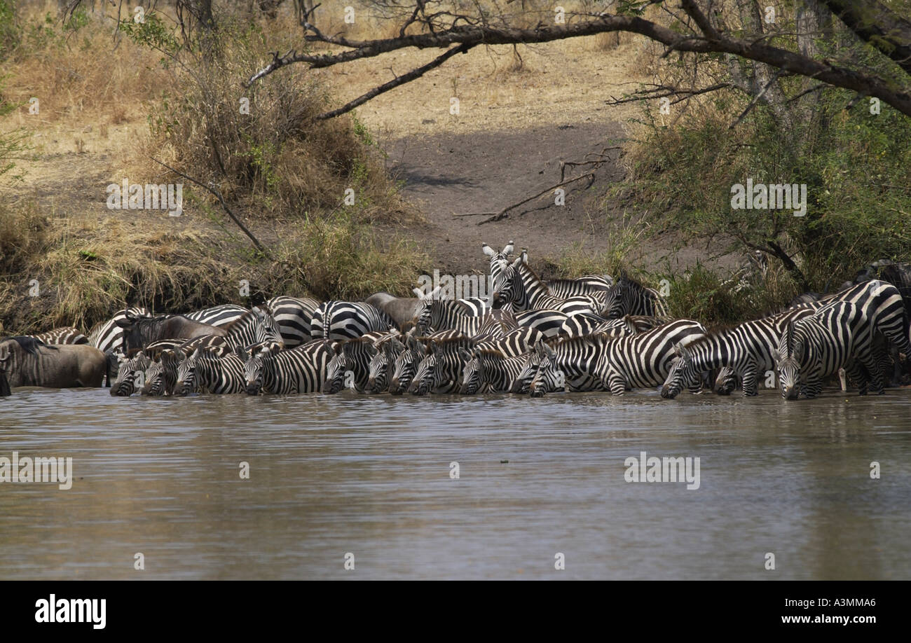 Una mandria di pianura comune Zebra concedere s Grumeti potabile Tanzania Foto Stock