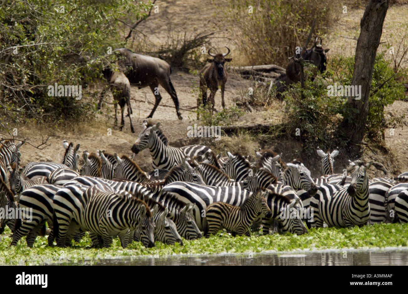 Una mandria di pianura comune Zebra concedere s Grumeti potabile Tanzania Foto Stock