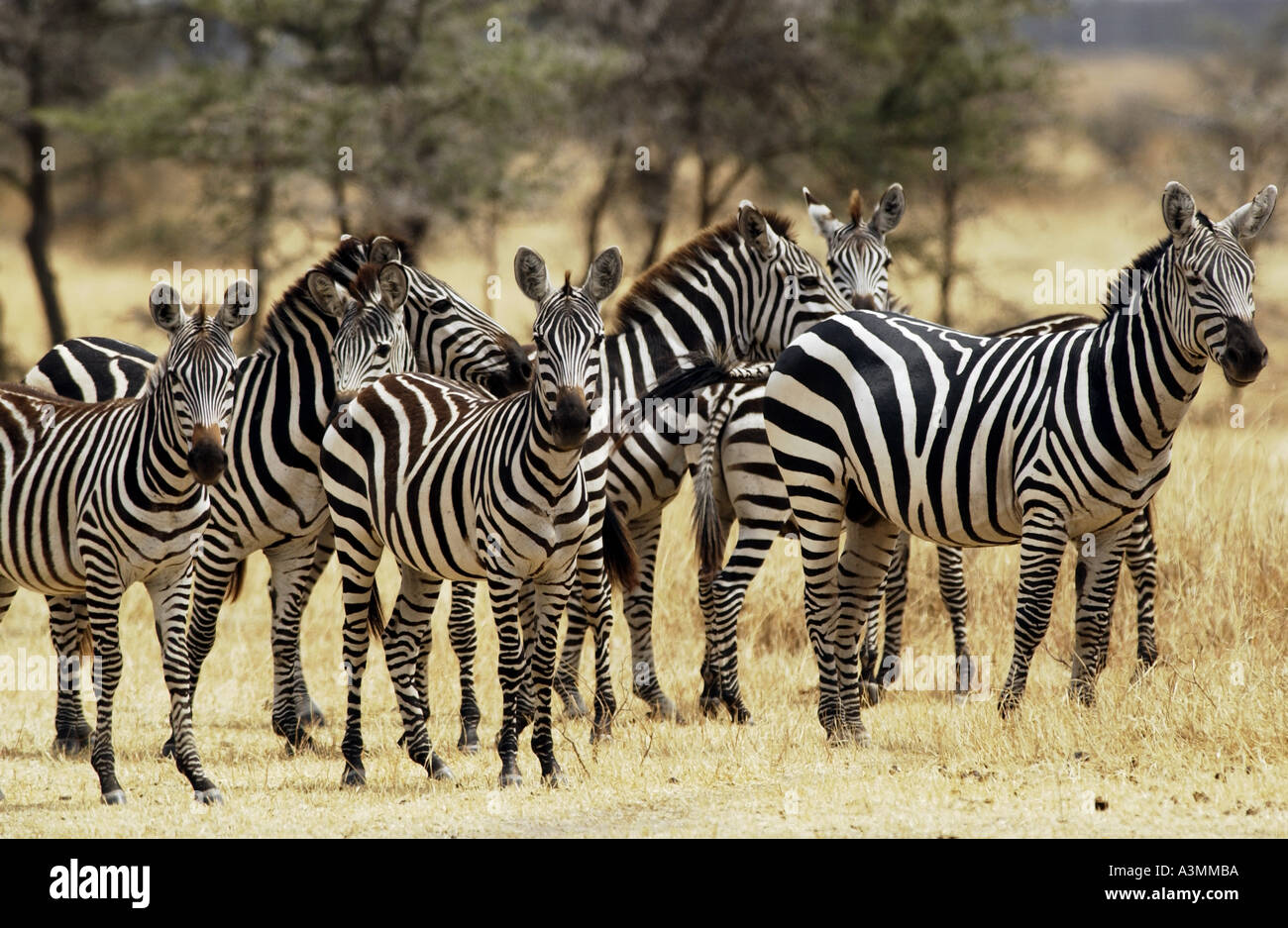 Una mandria di pianura comune Zebra concedere s Grumeti Tanzania Foto Stock