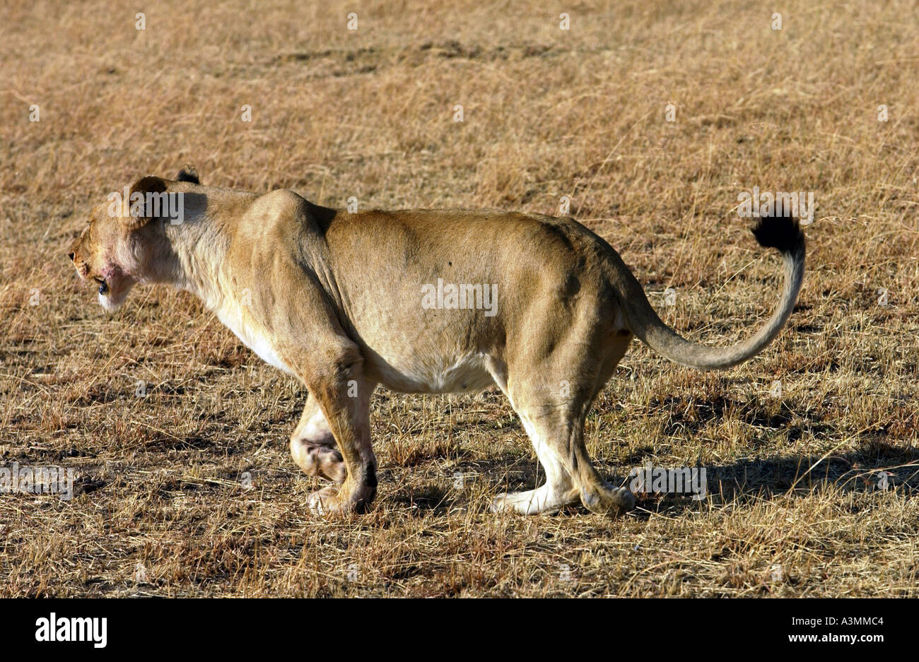 Leonessa Grumeti caccia con una zampa persa dopo essere rimasto incastrato in una trappola per i cacciatori di frodo Tanzania Africa orientale Foto Stock
