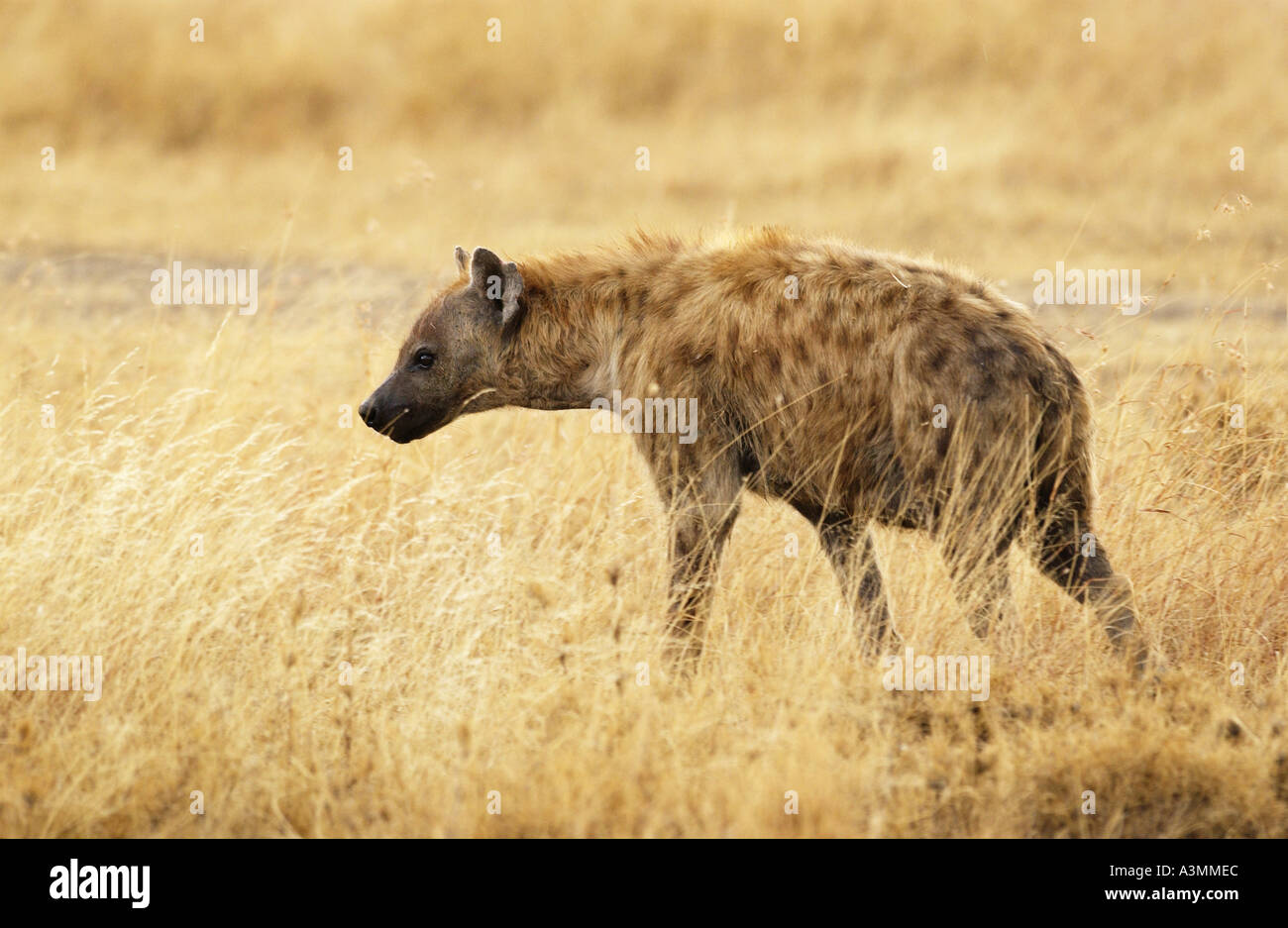 Spotted Hyena nella prateria Grumeti Tanzania Foto Stock