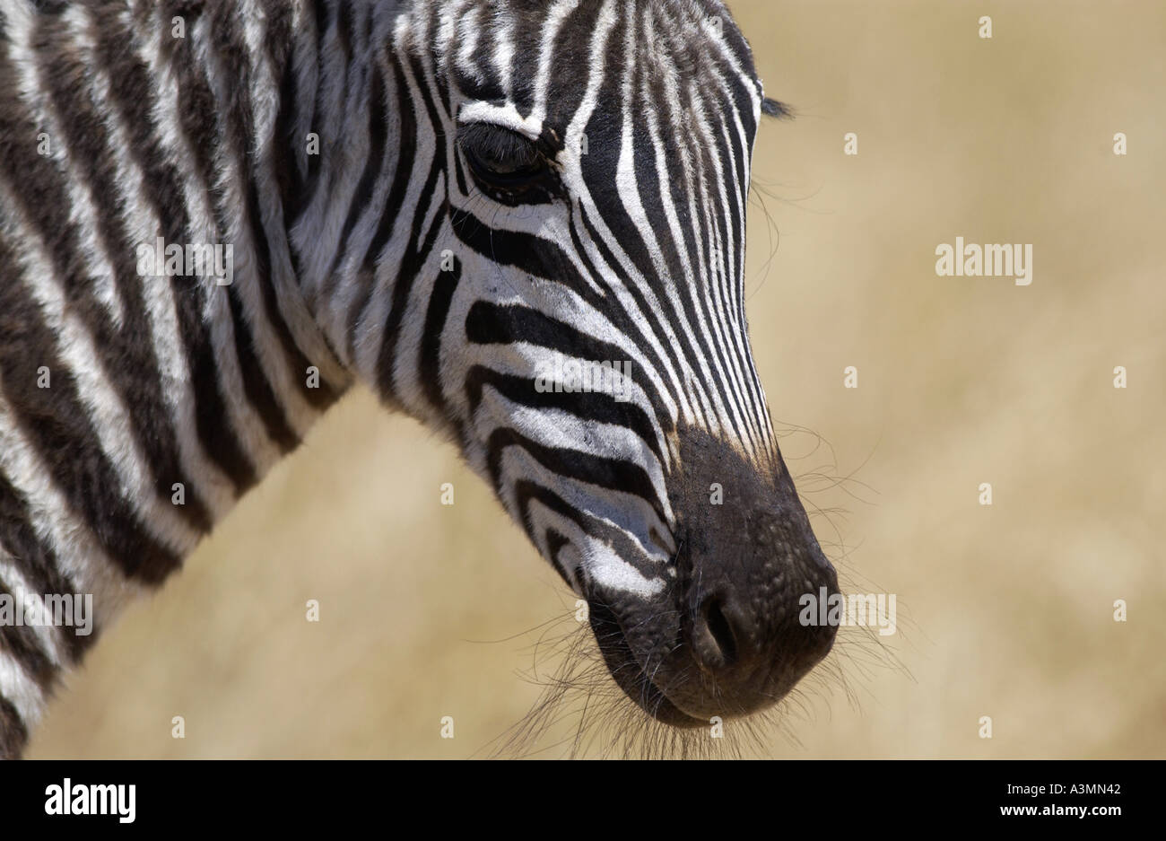 Pianure comune Zebra concedere s del cratere di Ngorongoro Tanzania Foto Stock