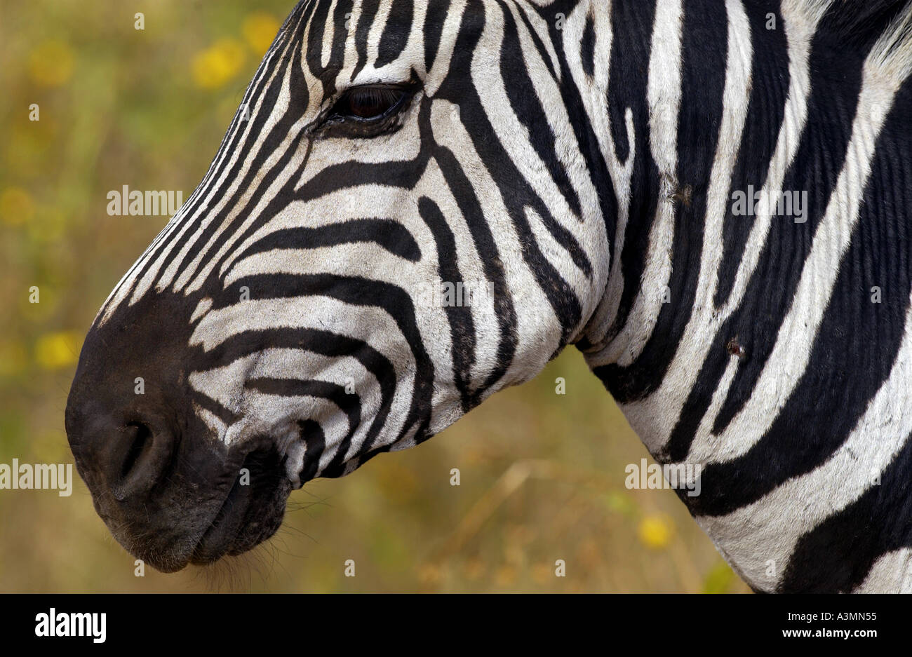 Pianure comune Zebra concedere s del cratere di Ngorongoro Tanzania Foto Stock