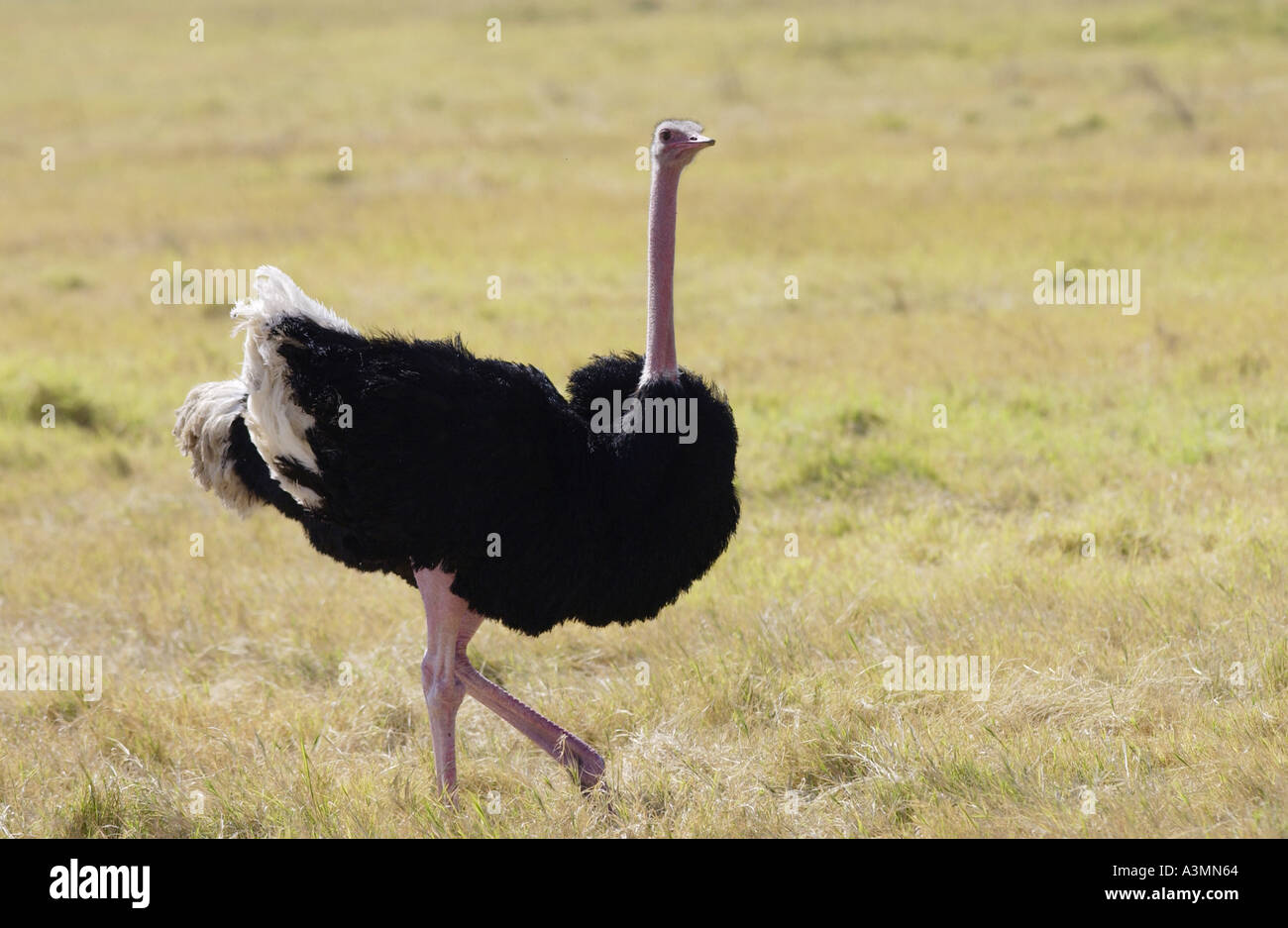 Ostrich Ngorongoro Tanzania Africa orientale Foto Stock