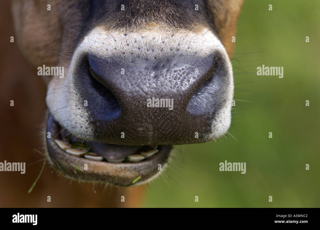 Mucca in una fattoria vicino a Waiuku sull Isola del nord della Nuova Zelanda Foto Stock