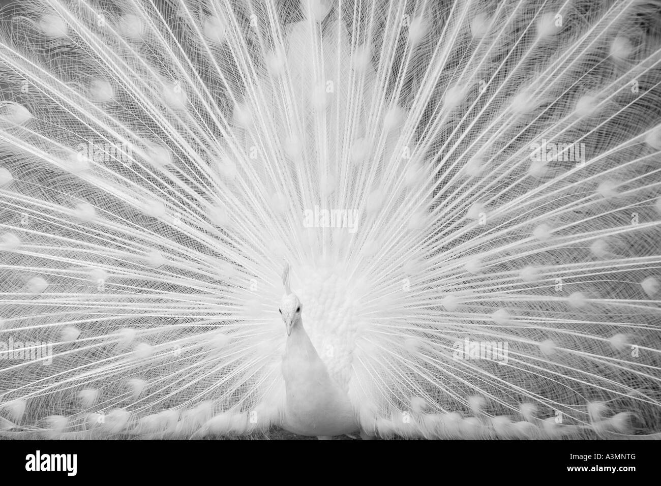 In bianco e nero girato di un pavone bianco piumaggio di visualizzazione Foto Stock