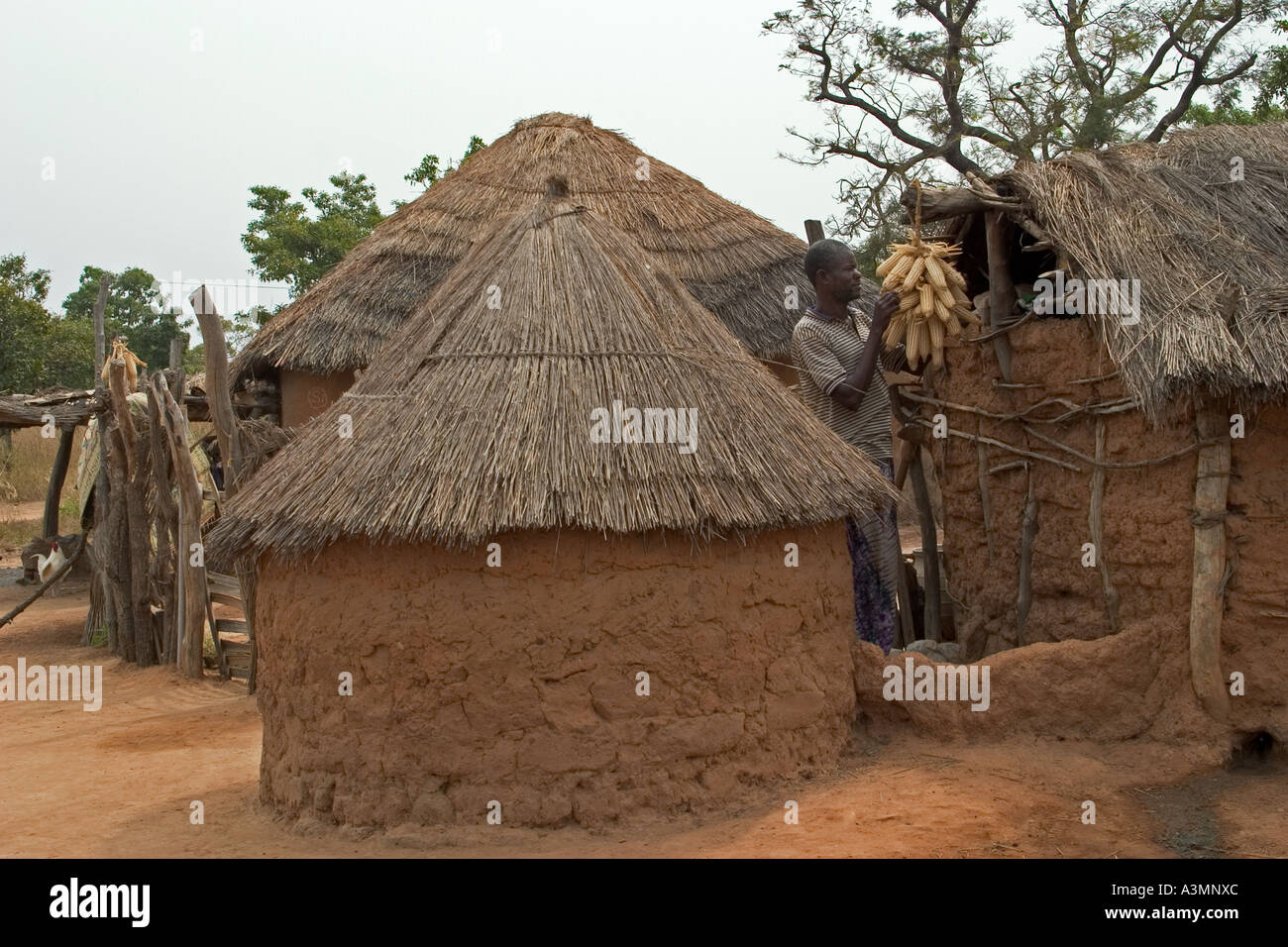 Allevatore locale preservando il suo granturco da essiccazione. Silo di stoccaggio o kupro è a sinistra. Mognori comunità del villaggio, del nord del Ghana Foto Stock