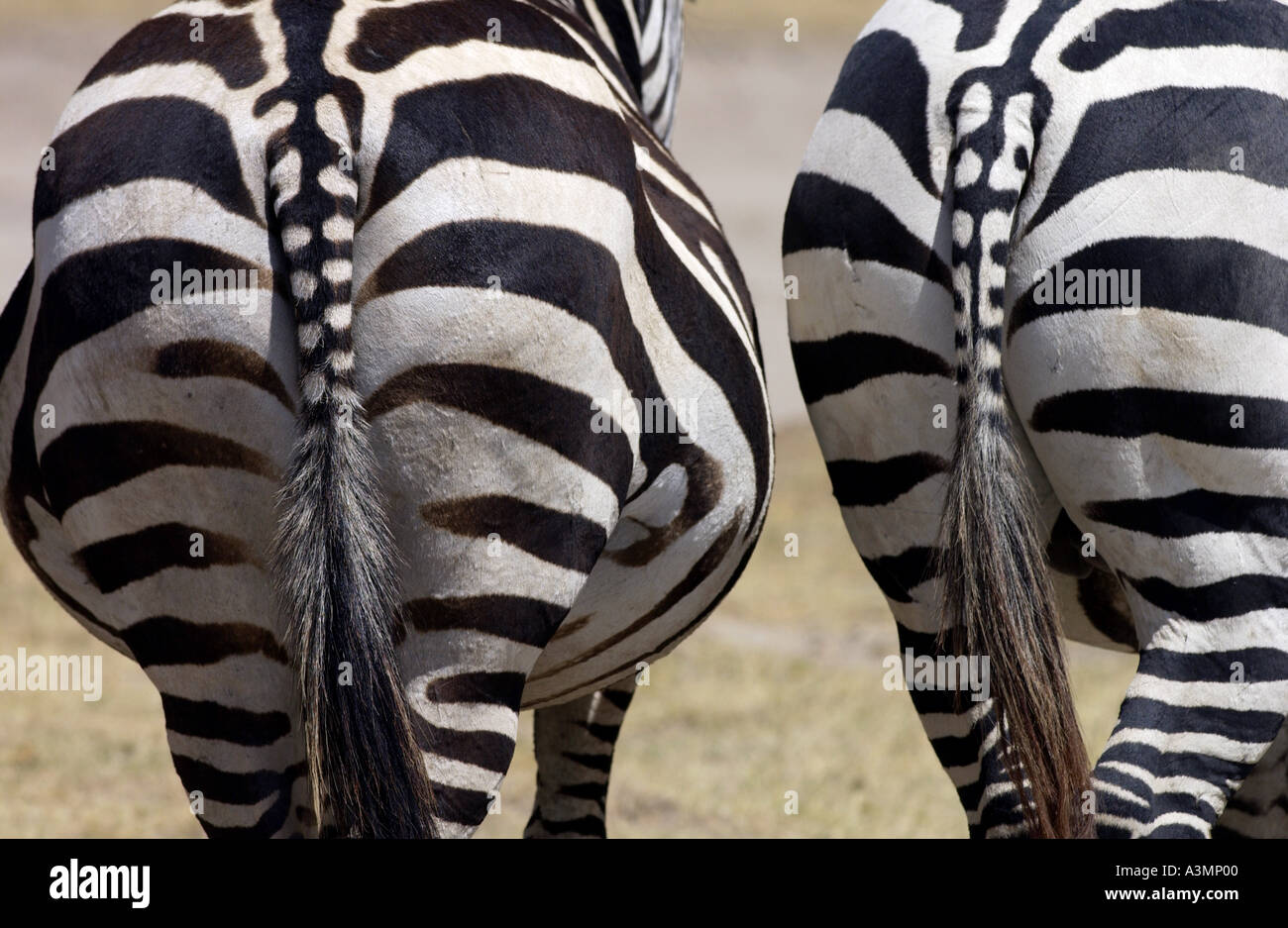 Pianure comune Zebra concedere s del cratere di Ngorongoro Tanzania Foto Stock