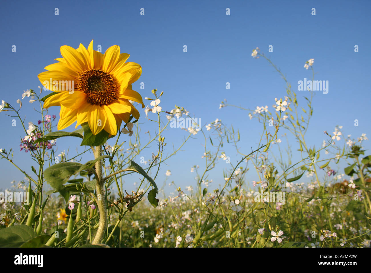 Semi di girasole e altri fiori di campo Foto Stock