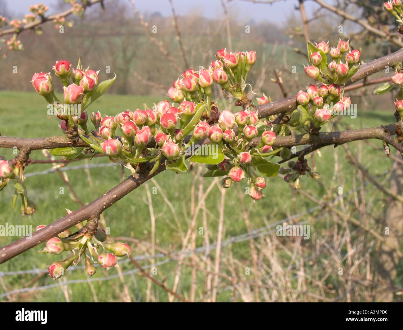 Oxfordshire Swerford flora primavera Biancospino Crataegus oxycanthoides in bud Foto Stock